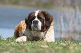 SAINT BERNARD 124